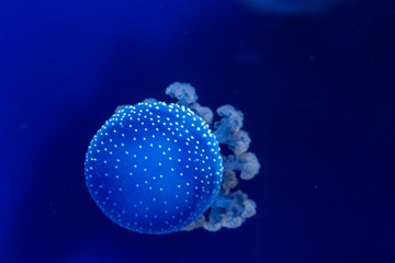 Blue Jellyfish 