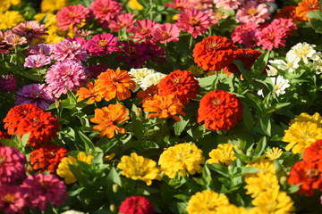 Colorful flower bed in a park 