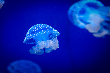Blue Jellyfish 