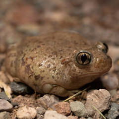 Mexican Spadefoot (Spea multiplicata)