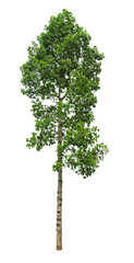 Fototapeta premium Isolated green leaves tree with clipping path.