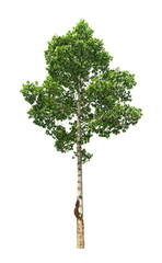 Isolated green leaves tree with clipping path.