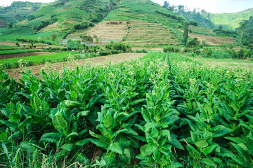 Fototapeta na wymiar Green tobacco plants in a field under the blue sky
