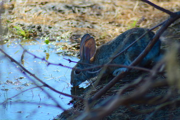 Bunny Drinking Water From Pond