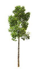 Isolated green leaves tree with clipping path.