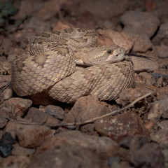 Mojave Rattlesnake (Crotalus scutulatus)