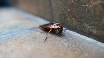 Insects 