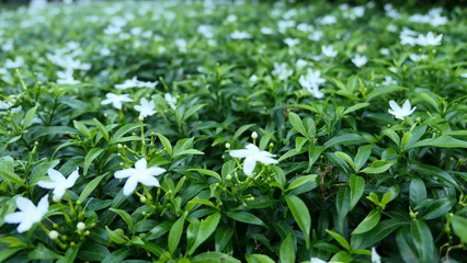 green plant  and white flowers in the garden background texture or wallpaper