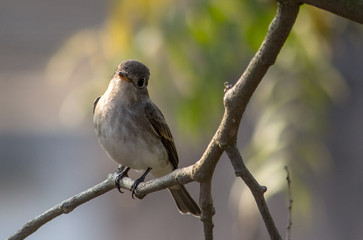 Portrait of a Bird