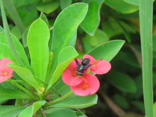 flower and an insect