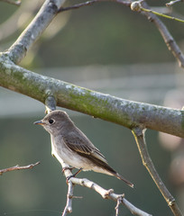 Portrait of a Bird