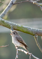 Portrait of a Bird