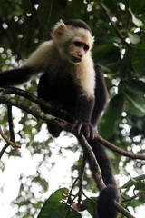 white faced capuchin
