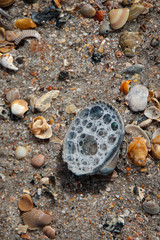 bubbles on seashells