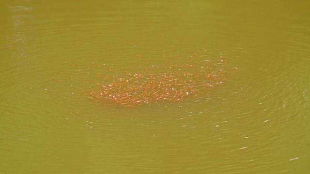 Snakehead fingerling fish swarm,baby fish in water