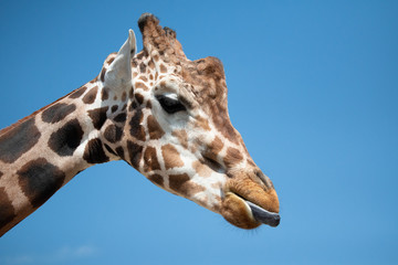 Giraffe sticking out tongue