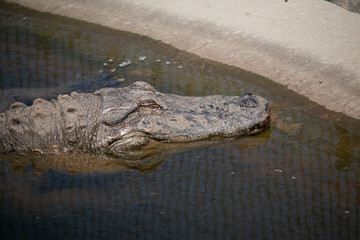 Crocodile resting