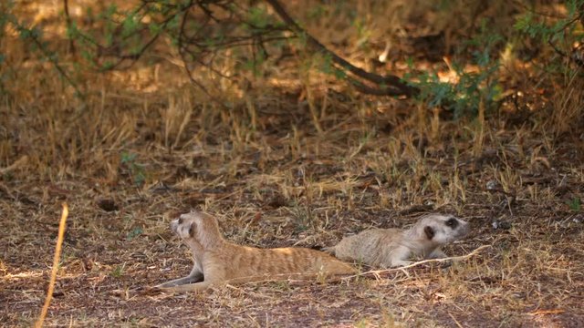Two meerkats lie together under shady tree, calmly looking around