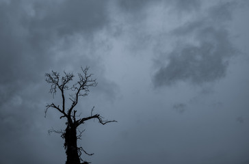 Silhouette dead tree and branch on grey sky background. Black branches of tree. Nature texture background. Art background for sad, death, lonely, hopeless, and despair. Halloween day background.