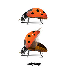 Picture of Ladybug's side There is a normal standing and flying on White background Is a vector file