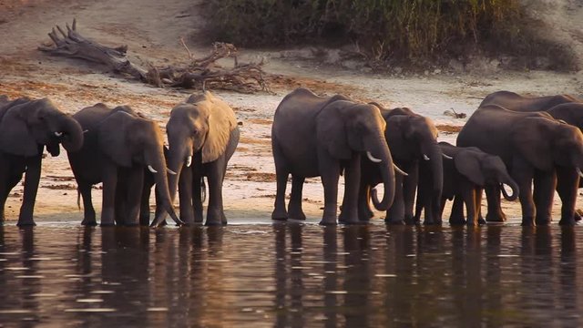 Beautiful scene of Elephants drinking water on golden hour. Handheld, pan left