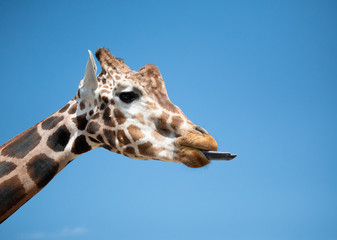 Giraffe sticking out tongue
