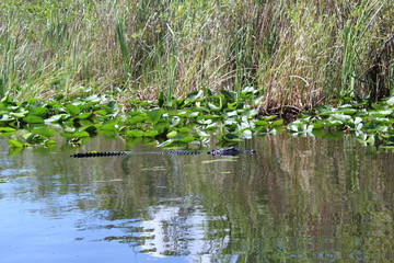 Alligator in Everglades