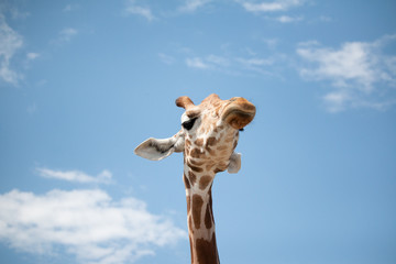 Grumpy Giraffe 2