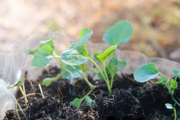Broccoli sprouts  planted with sunlight