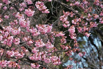 Japon, cerisier en fleur, hanami
