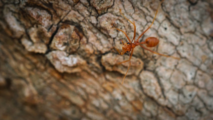 Close up of red weaver ant with wide open mandibles and ready to attack
