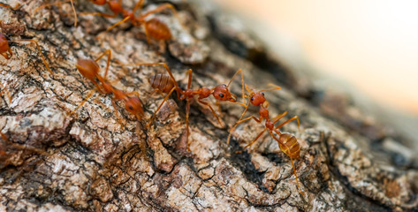 Ants behavior Red ants walking on trees