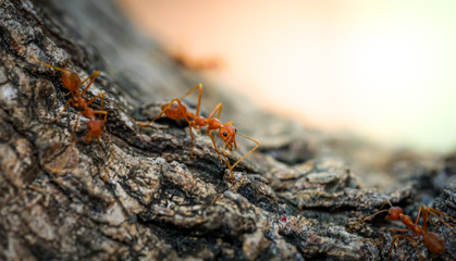 Ants behavior Red ants walking on trees