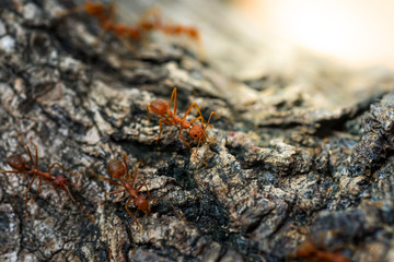 Ants behavior Red ants walking on trees