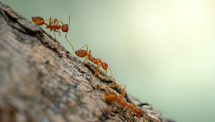 Ants behavior Red ants walking on trees