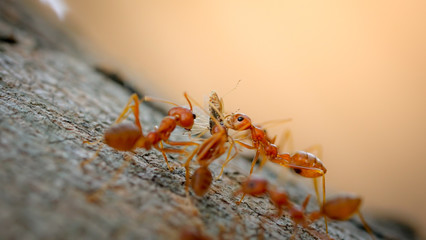 macro close up ants teamwork are helping to transport food,Behavior of ants.