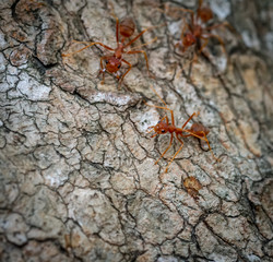 Ants behavior Red ants walking on trees