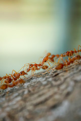 Ants behavior Red ants walking on trees