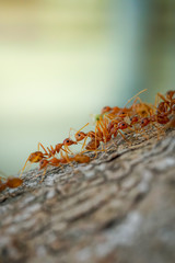 Ants behavior Red ants walking on trees