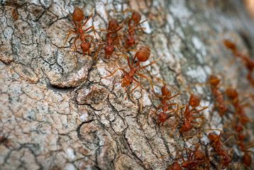 Ants behavior Red ants walking on trees