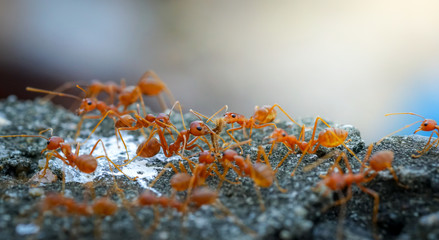 macro close up ants teamwork are helping to transport food,Behavior of ants.