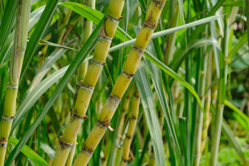 Naklejka premium Sugarcane field plant green natural background