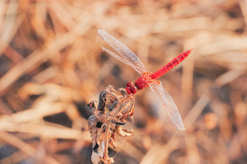 Red dragonfly in nature outdoor on blurred background