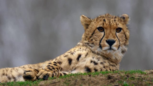 Watchful juvenile cheetah 