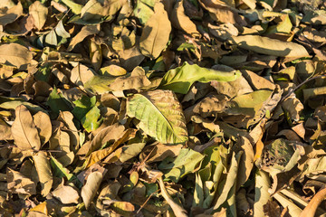 Bright yellow fallen leaves of red ash tree from above.
