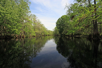 Cypress Trees and clouds reflected in calm water of Fisheating Creek, Florida on bright spring morning.