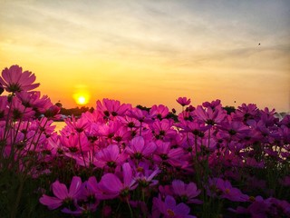 Sunset on lake in park with cosmos flowers Beautiful pink flowers
