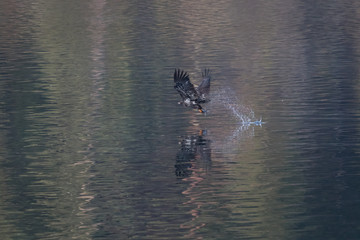 bald eagle grabs fish in northern idaho
