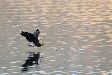 bald eagle grabs fish in northern idaho