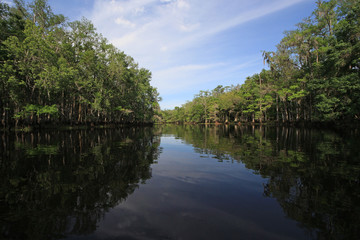 Cypress Trees and clouds reflected in calm water of Fisheating Creek, Florida on bright spring morning.